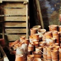 Notes From the Potting Shed